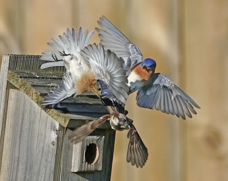 Maintain the box and manage competing risks