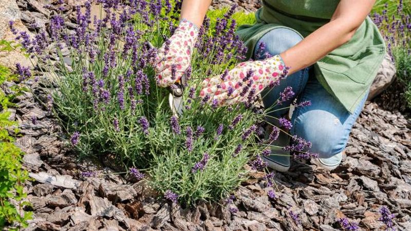 Maintain the green canopy, but let the plant's condition guide you