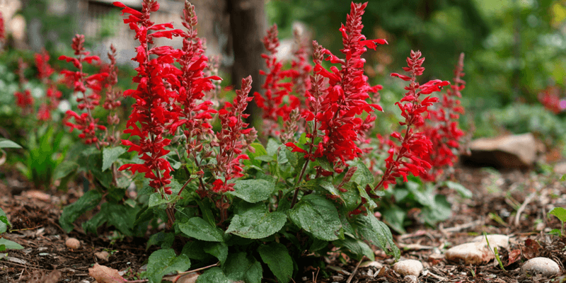 Make Salvia coccinea a considered Florida choice