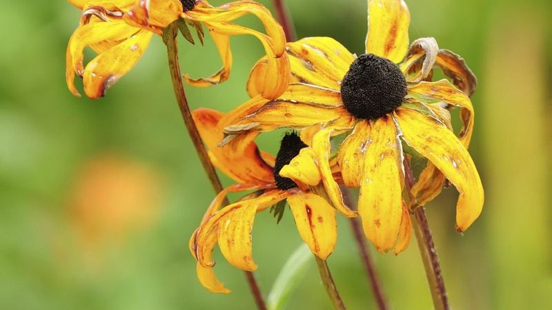 Make a Selective Pass and Recheck During Flowering