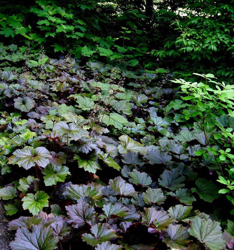 Make a site-specific, realistic plant choice