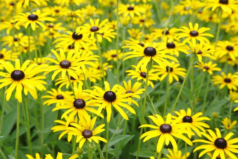 Make black-eyed Susan your seasonal anchor