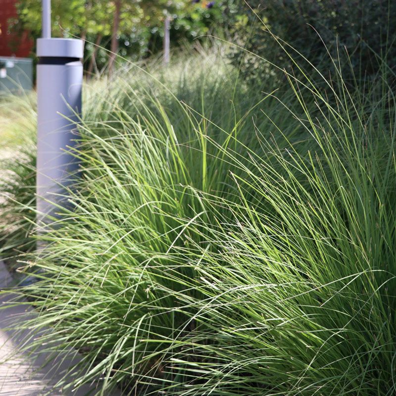 Make deergrass one part of a realistic wildlife plan