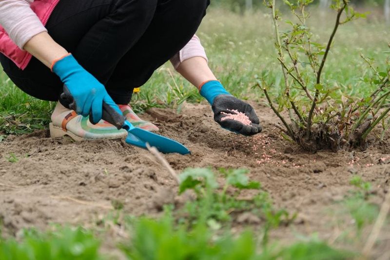 Make fertilizer a conditional decision, not a September reflex