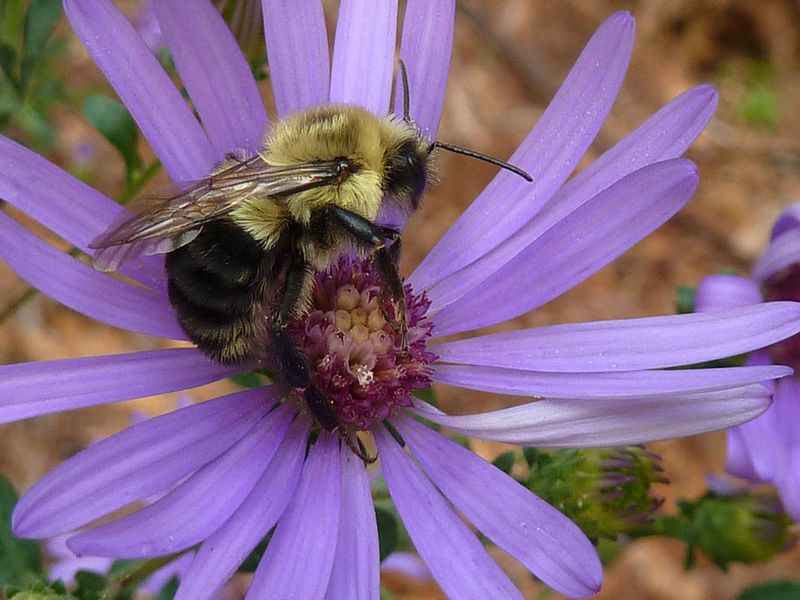 Make it one part of a pollinator-friendly planting