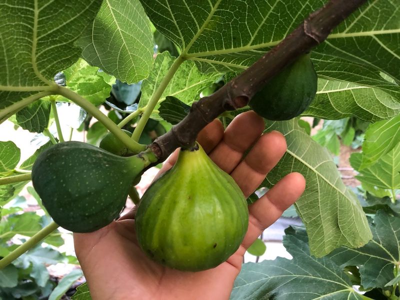 Make one measured correction and monitor the next crop