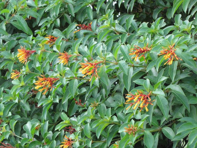 Make only the correction the shrub needs