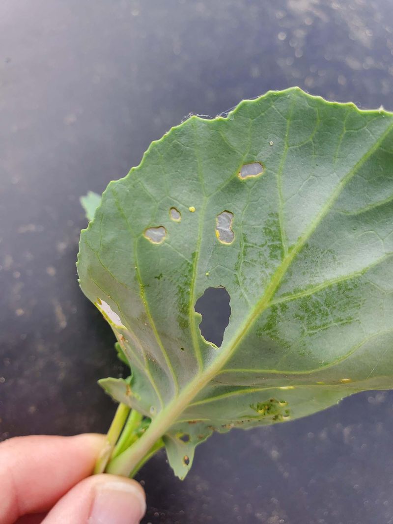 Make pesticide decisions from the grape label