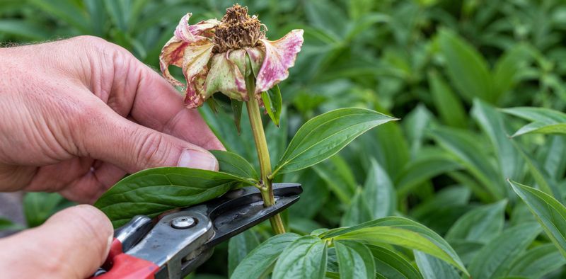 Make the cut just above healthy leaves