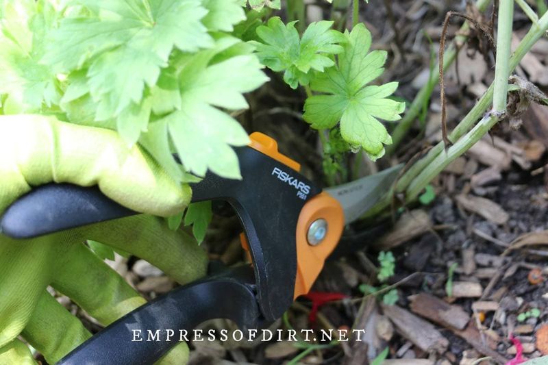 Make the cut without damaging new shoots