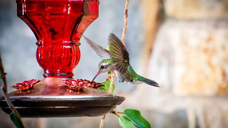 Make the feeder easy to discover without coloring the nectar