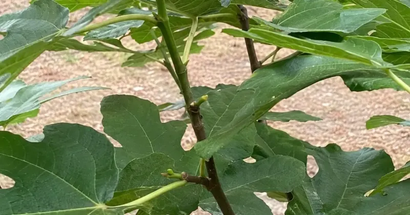 Make the first correction, then give the tree time