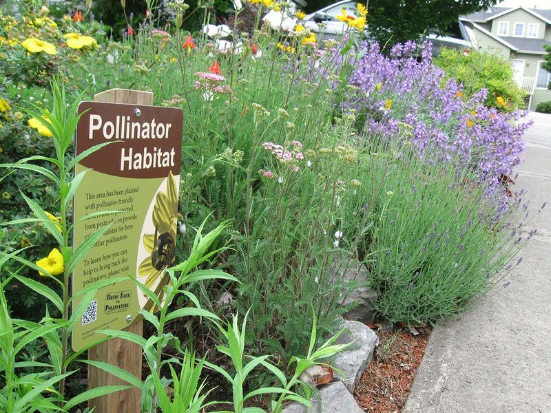 Make the garden friendlier without trying to summon robber flies