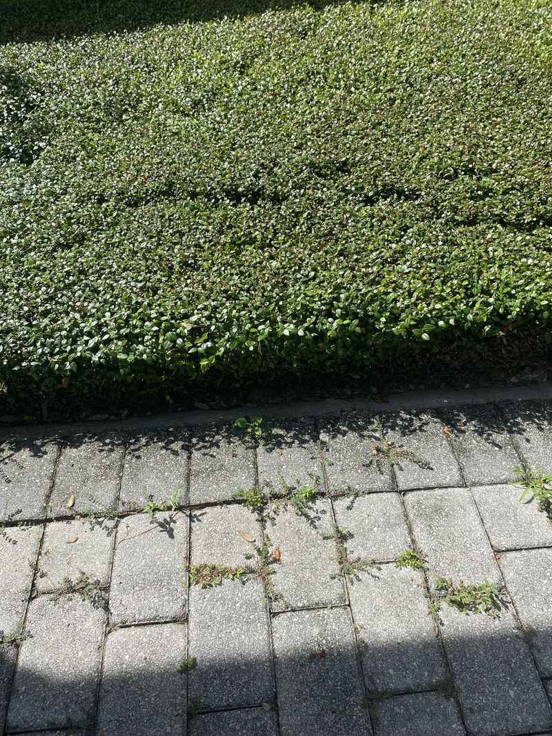 Make the landscape look intentional and keep it within site limits
