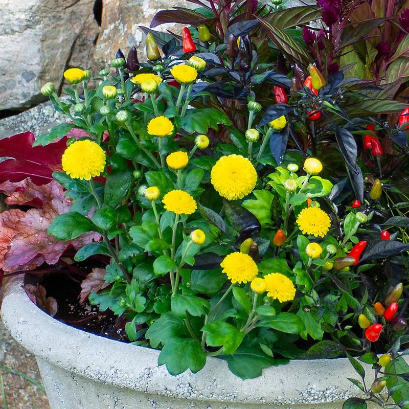 Make the next decision from the plant in front of you