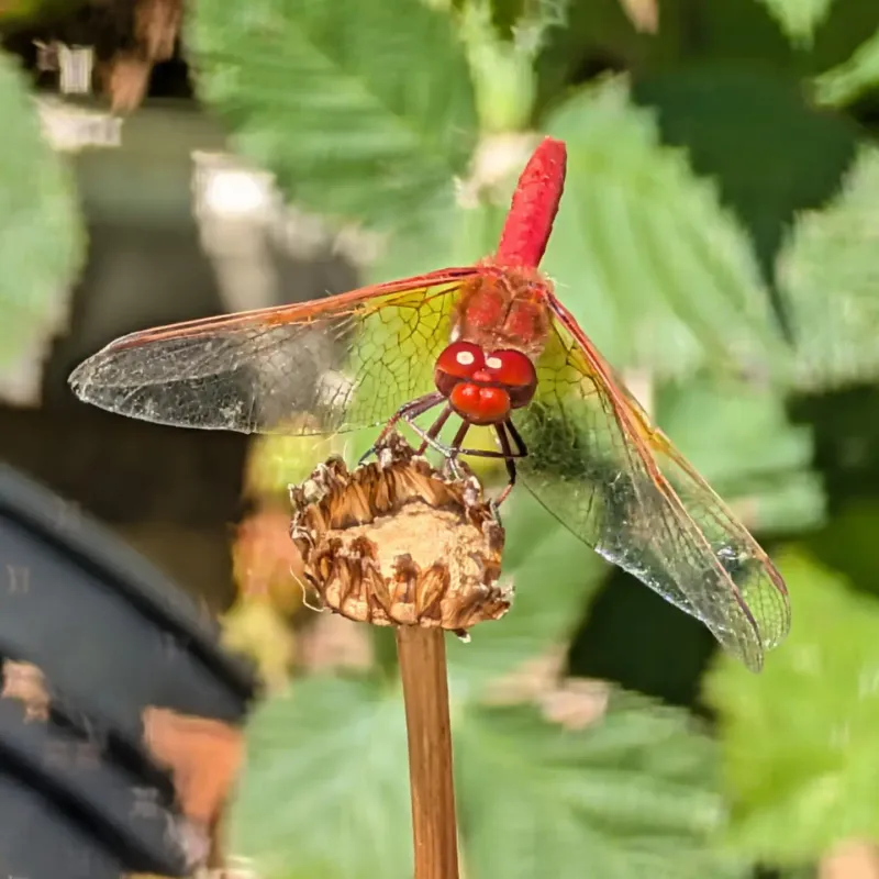 Make the rest of the yard useful for hunting and resting