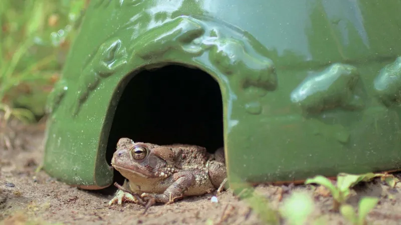 Make the yard compatible with toads that arrive naturally