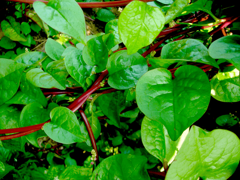 Malabar Spinach