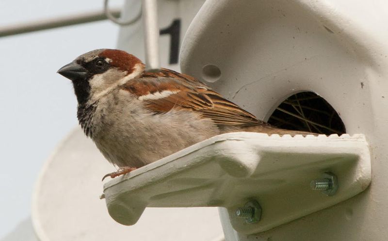 Manage Competitors and Check Nests Safely Manage Competitors and Check Nests Safely