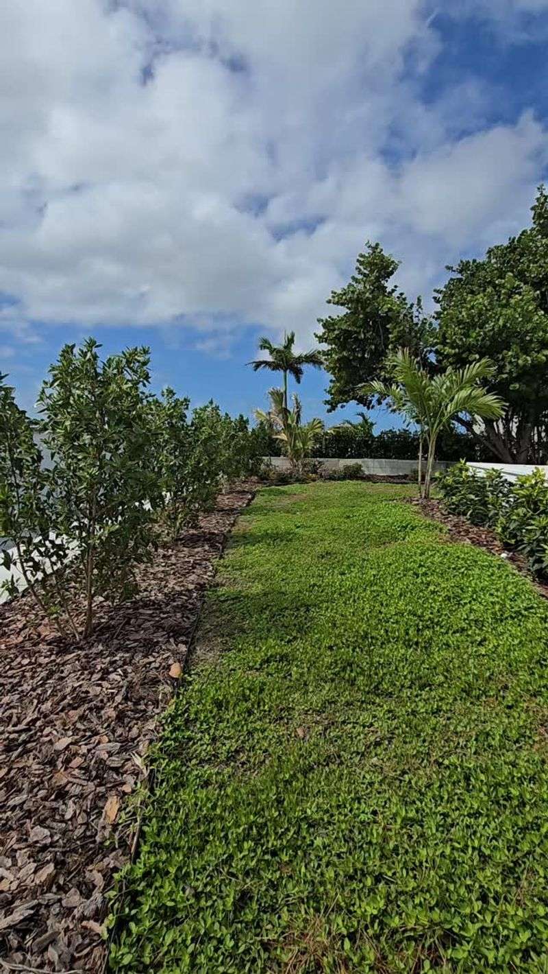 Manage a vigorous groundcover after it fills in