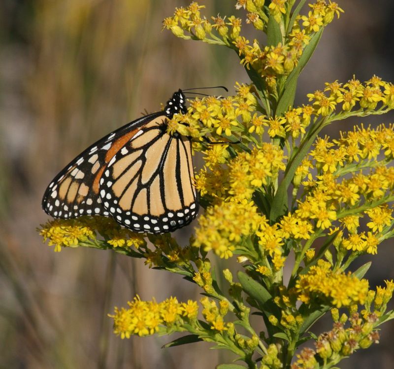 Manage cold weather, spread, and post-bloom cleanup