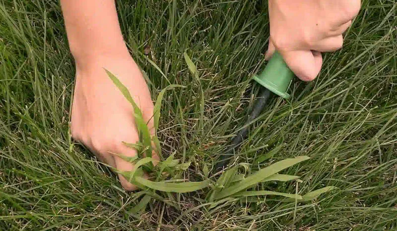 Manage emerged crabgrass without injuring the lawn Manage emerged crabgrass without injuring the lawn