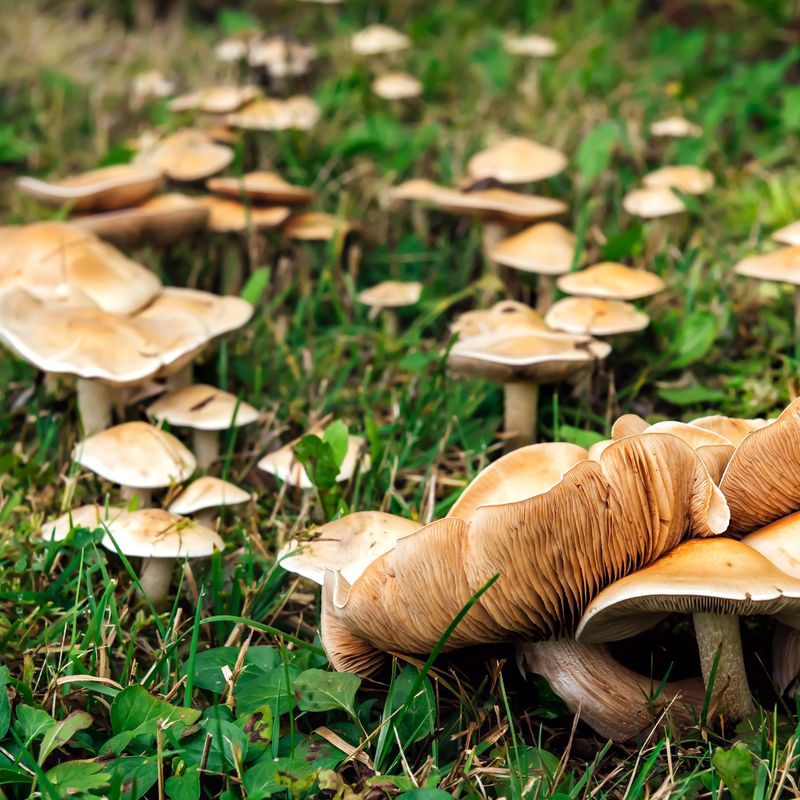 Manage moisture and organic matter without trying to sterilize the soil