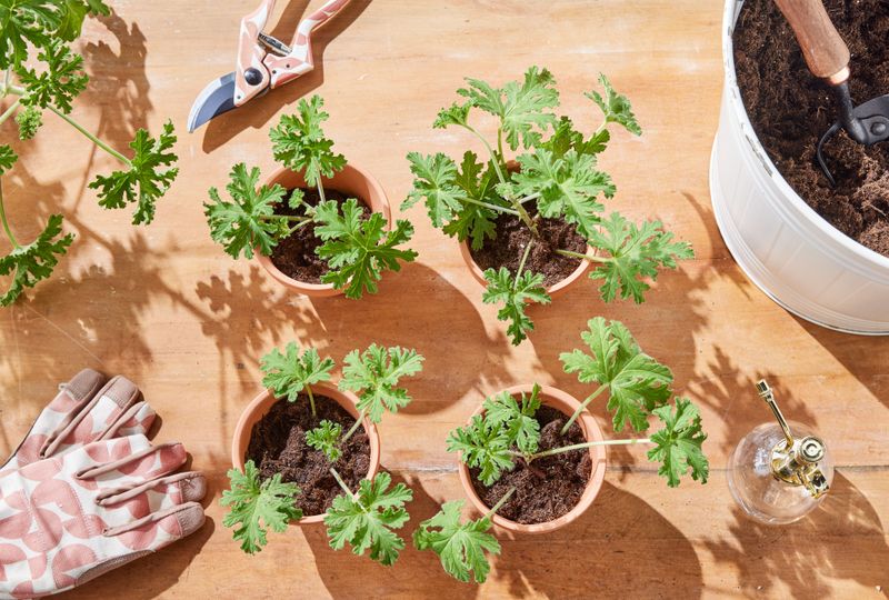 Manage moisture, light, and ventilation while roots form