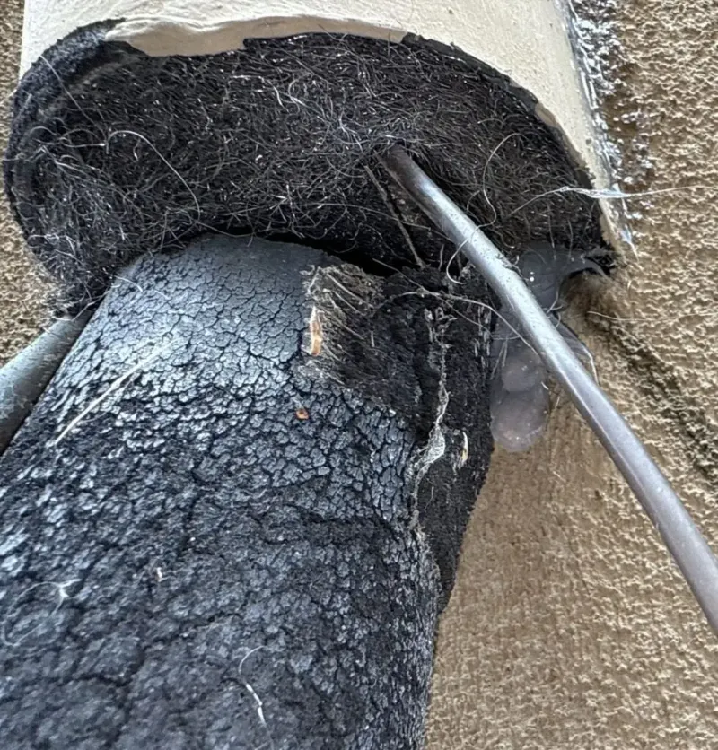 Manage rats with direct prevention and control