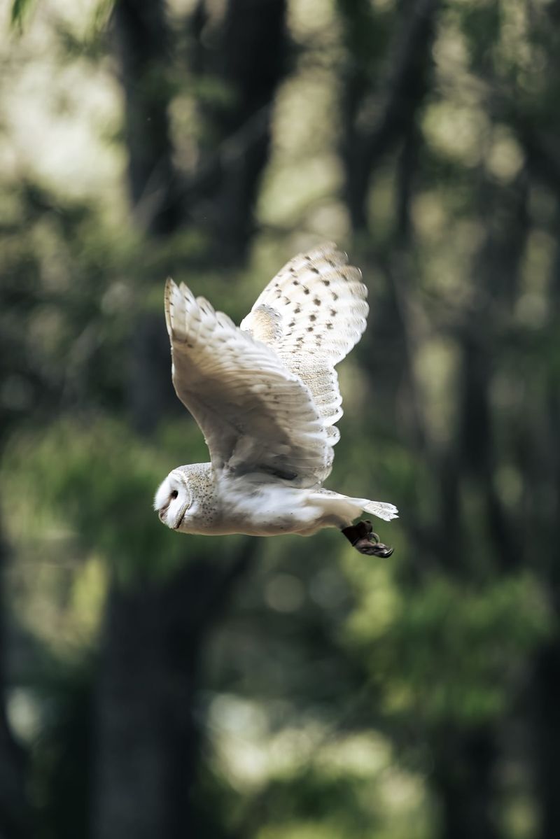 Manage rodents directly and keep owls out of harm's way
