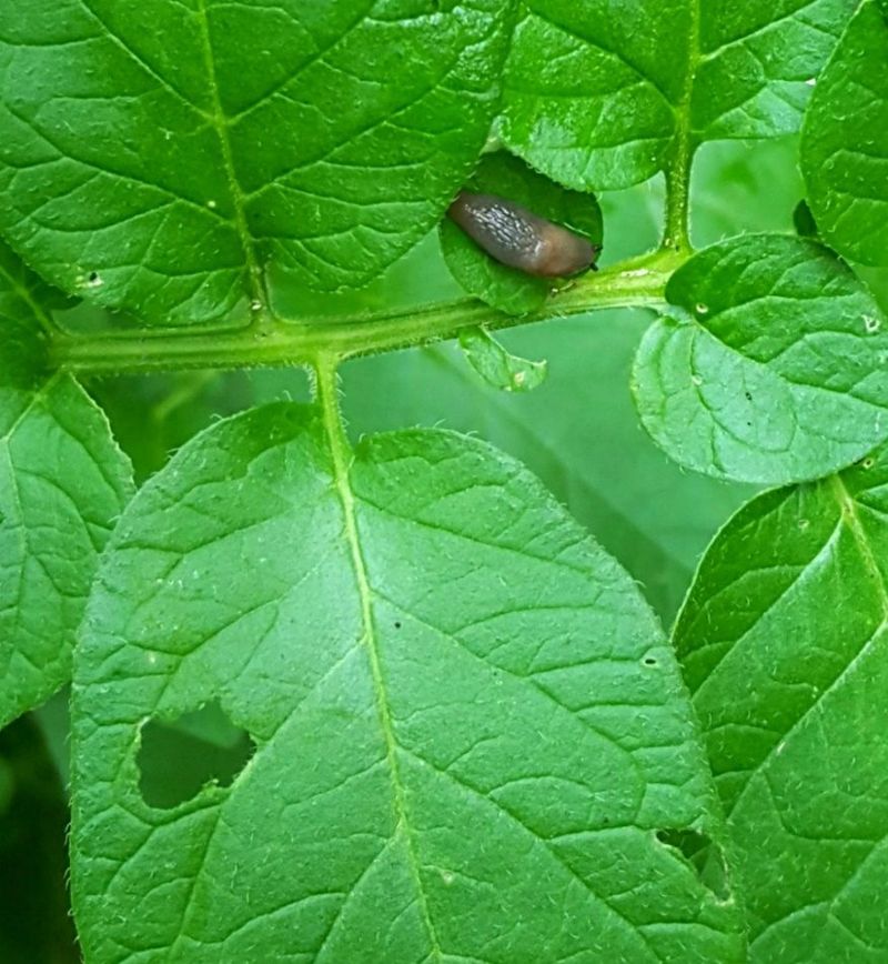 Manage slug damage on its own terms