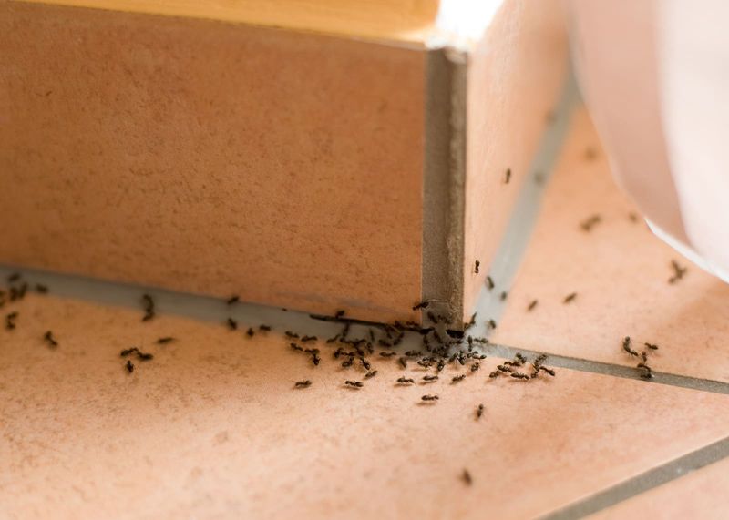 Manage the entire infestation, not just the visible trail Manage the entire infestation, not just the visible trail