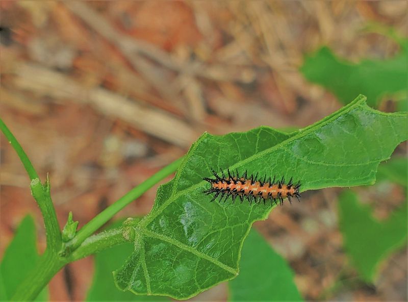 Manage the runners and protect the caterpillars