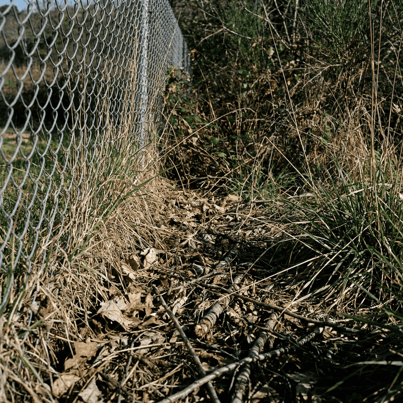 Manage the yard edges where ticks thrive Manage the yard edges where ticks thrive