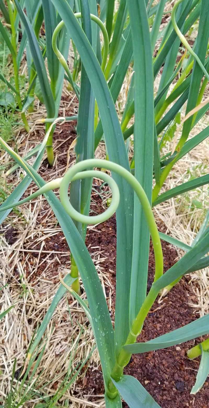 Manage water and fertility through bulb development