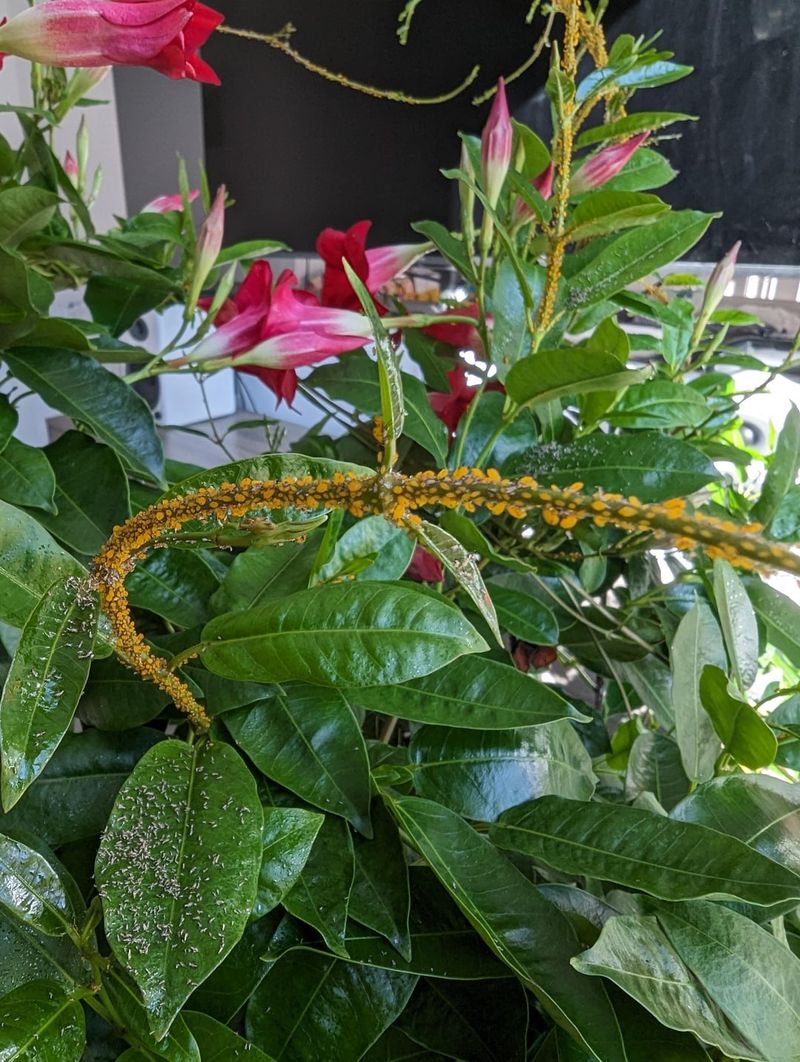 Mandevilla