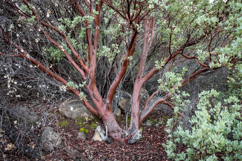 Manzanita