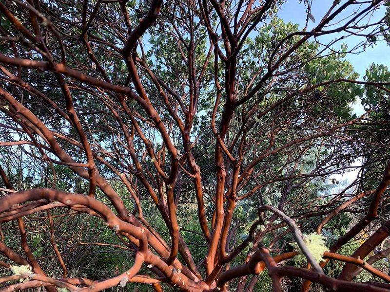 Manzanita