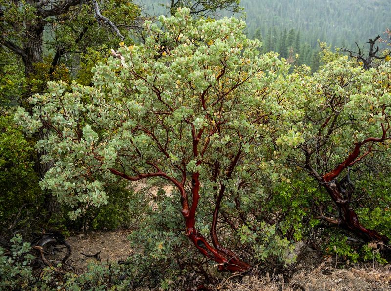 Manzanita Manzanita