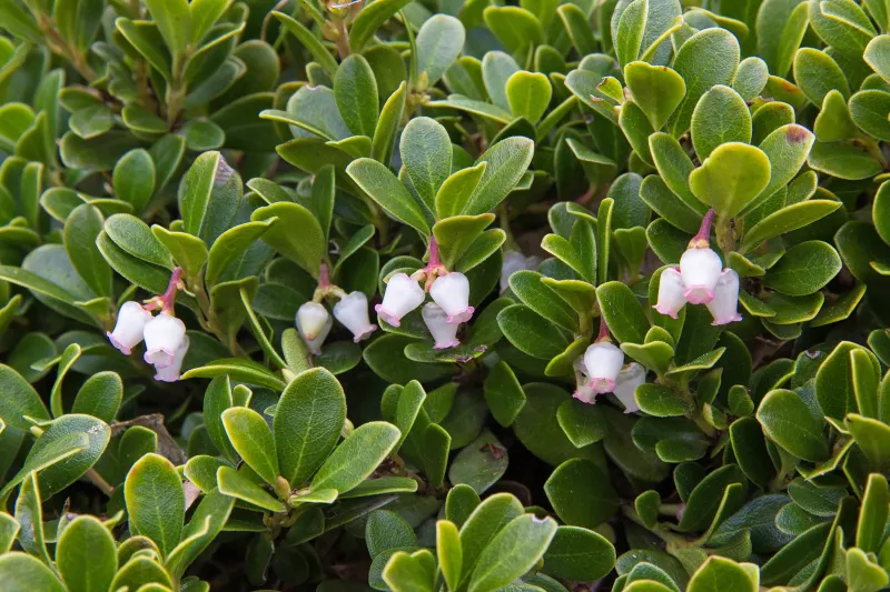 Manzanita (Arctostaphylos 'Emerald Carpet')