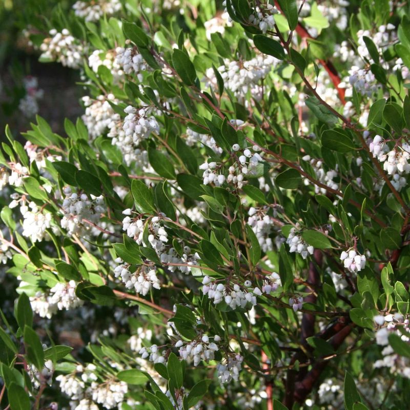 Manzanita (Arctostaphylos 'Howard McMinn')