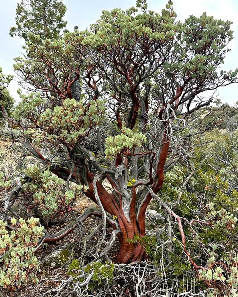 Manzanita (Arctostaphylos species)