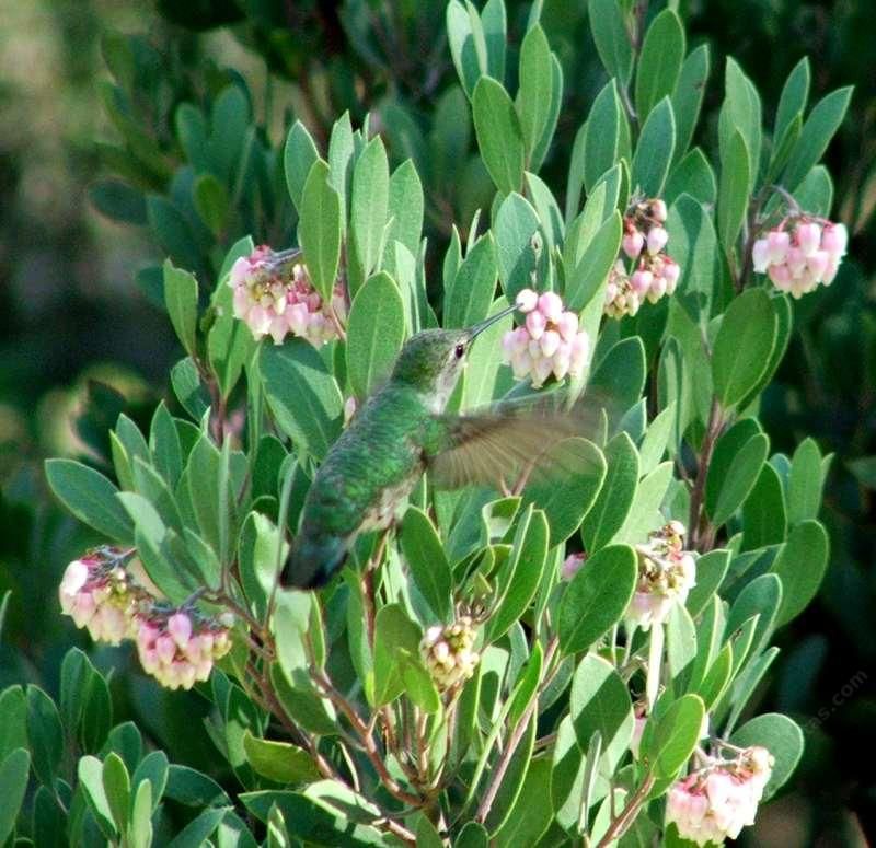 Manzanita (Arctostaphylos species)