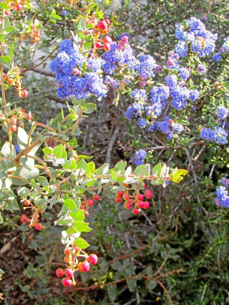 Manzanita and Ceanothus (Never Feed)