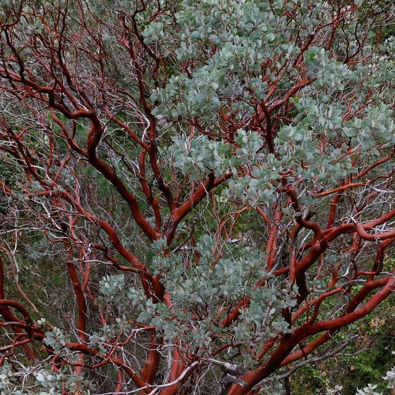 Manzanita Manzanita