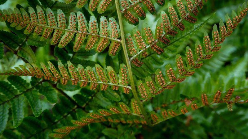 Marginal Wood Fern