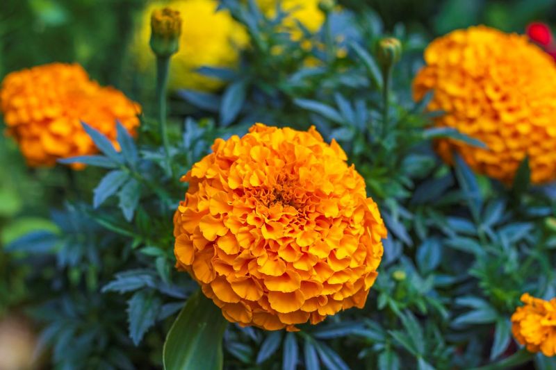 Marigold Marigold