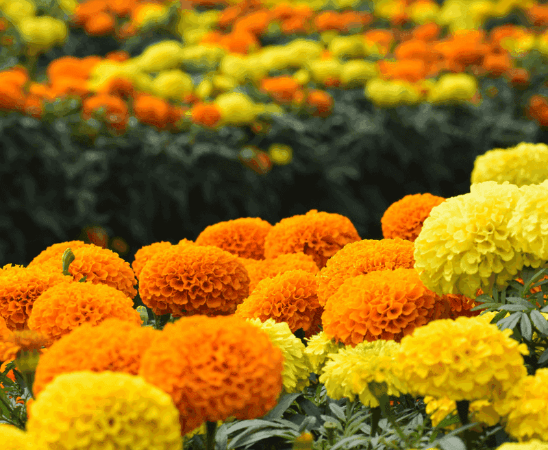 Marigold