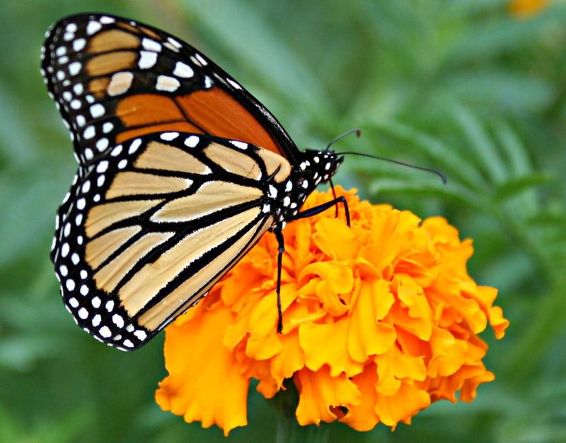 Marigolds