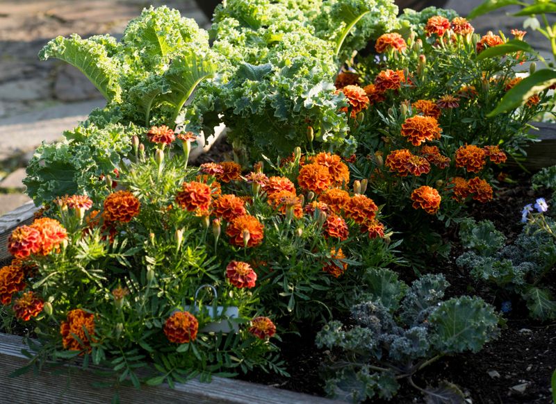 Marigolds